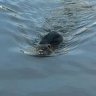 la nutria solitaria