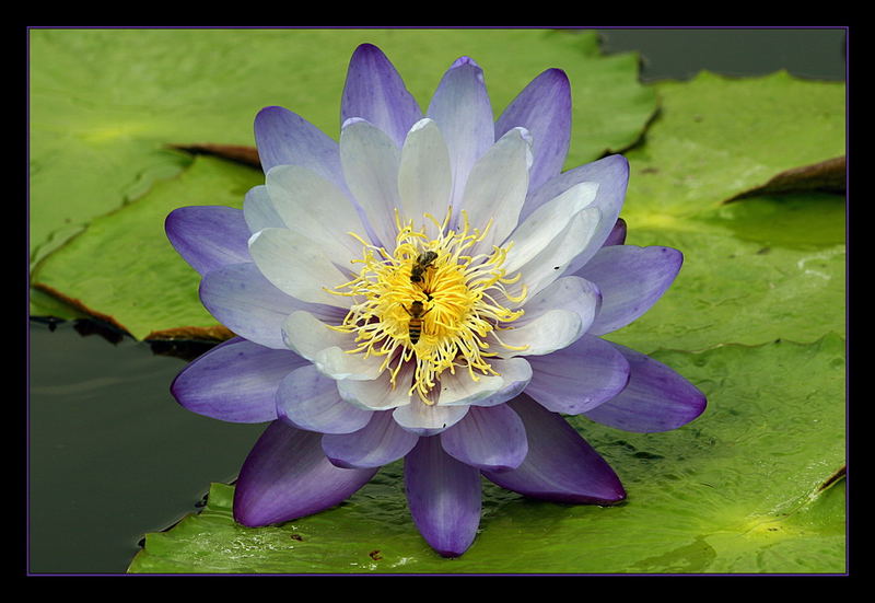 la Nymphaea