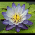 la Nymphaea