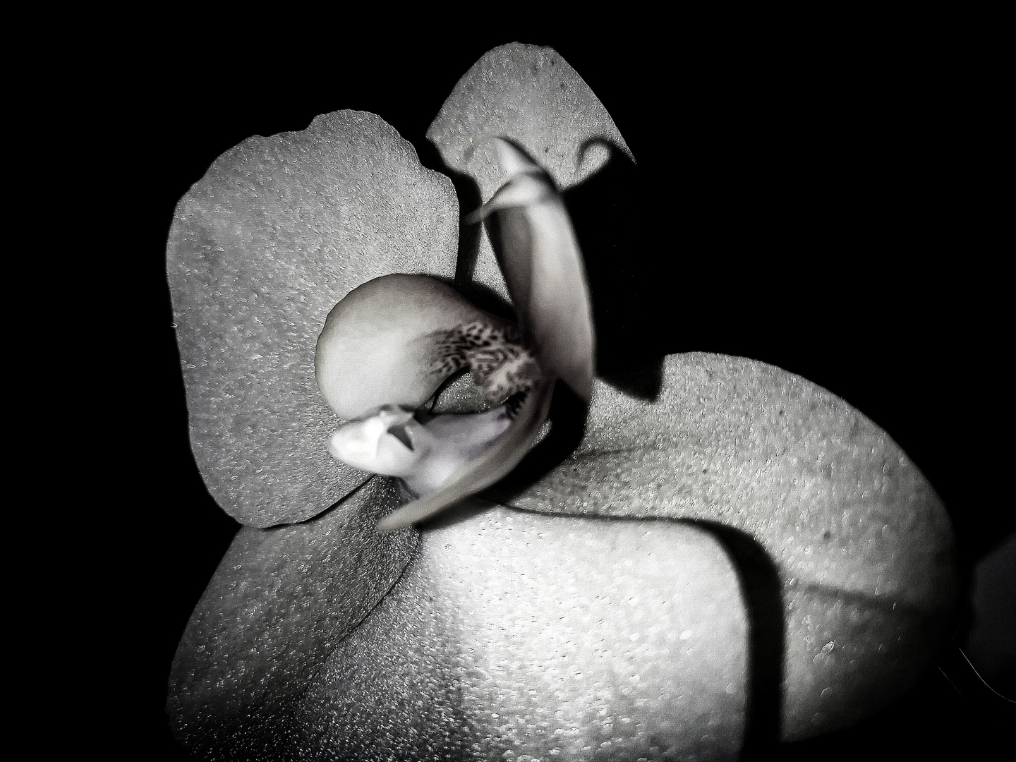 La orquídea en blanco y negro