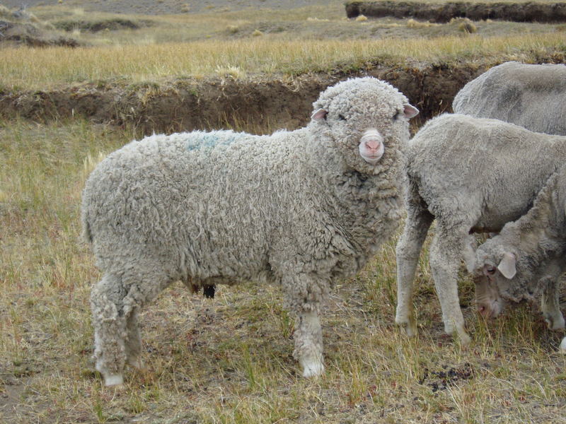 La oveja del fin del mundo-La Patagonia