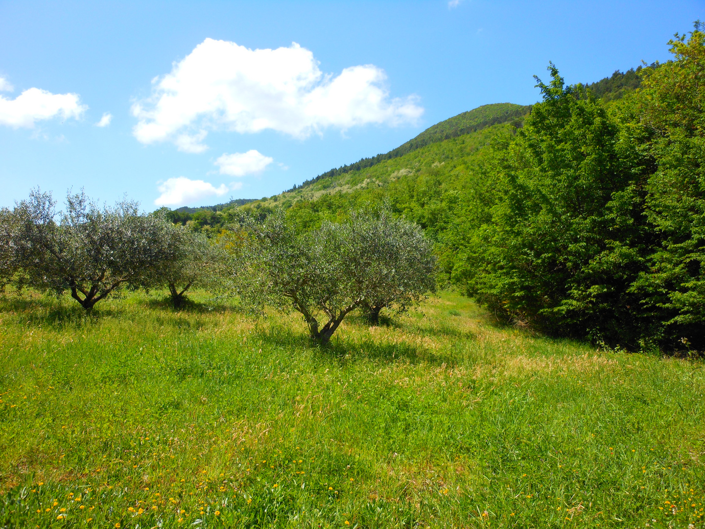 La pace tra ulivi e bosco