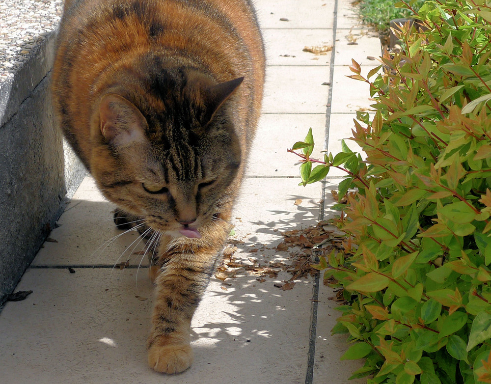 La pachatte de la maison 2