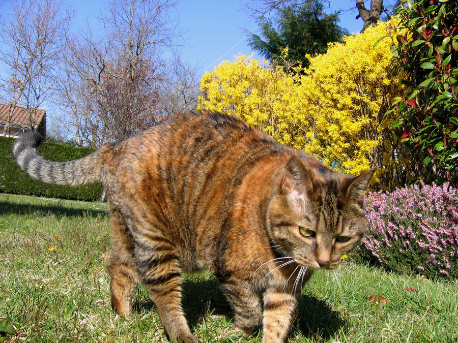 La pachatte de la maison 3