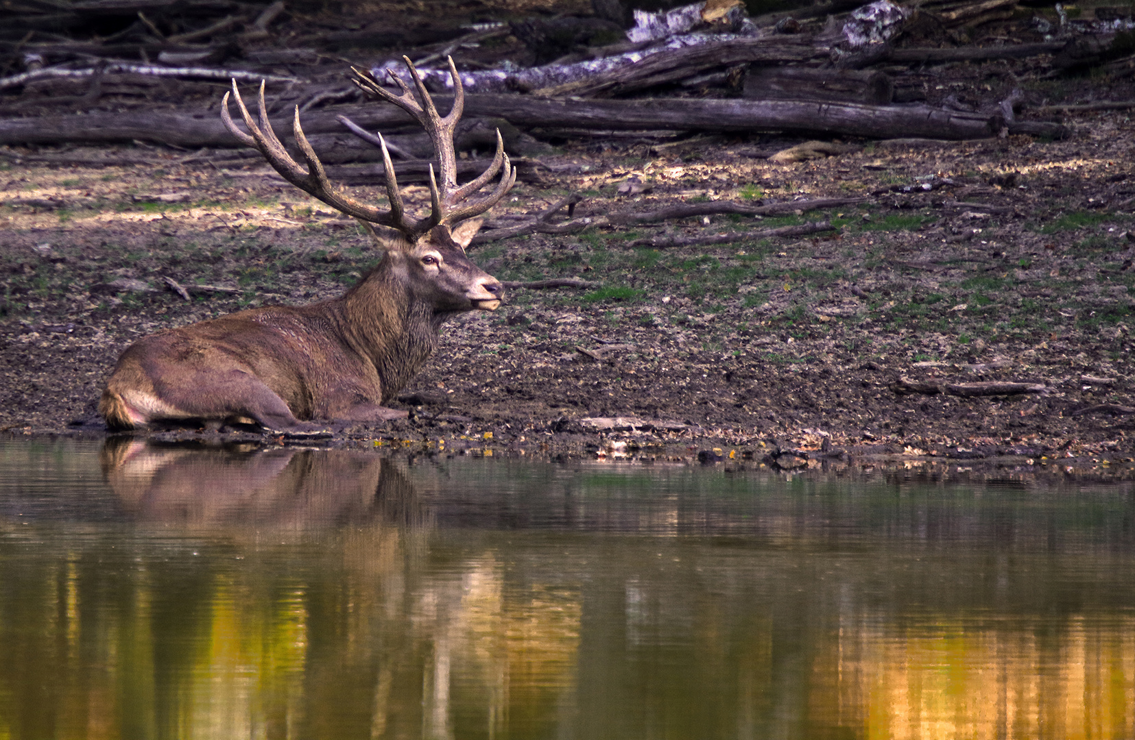 La paix du cerf le soir...