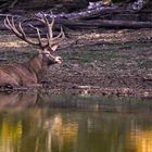 La paix du cerf le soir...