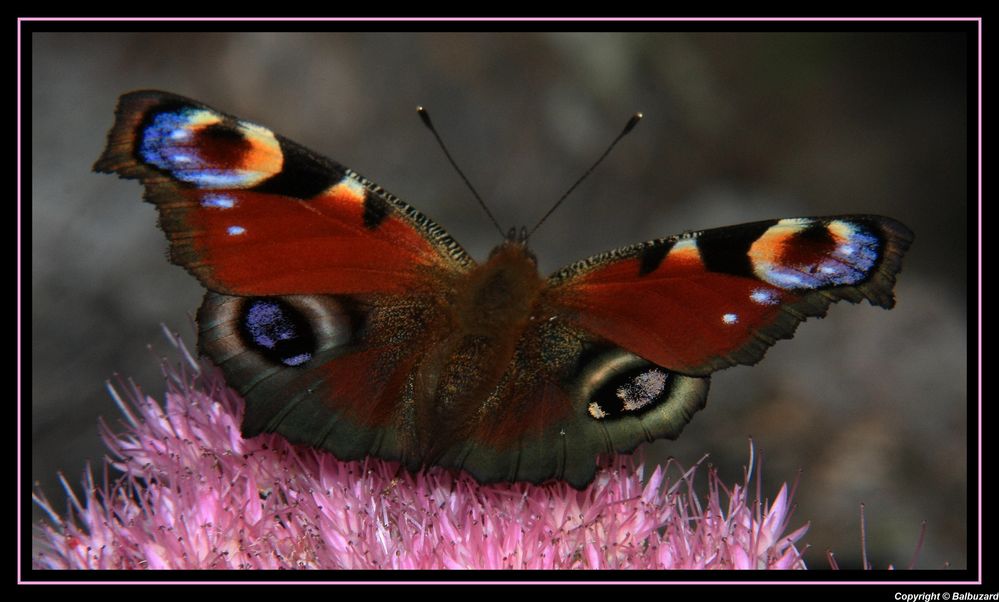 " La palette de couleurs sur les ailes de ce Paon "