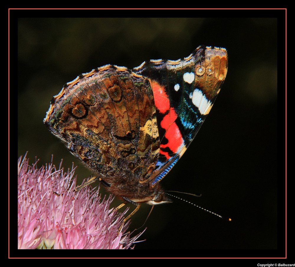 " La palette de couleurs sur les ailes de ce Paon "