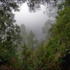 La Palma [1]