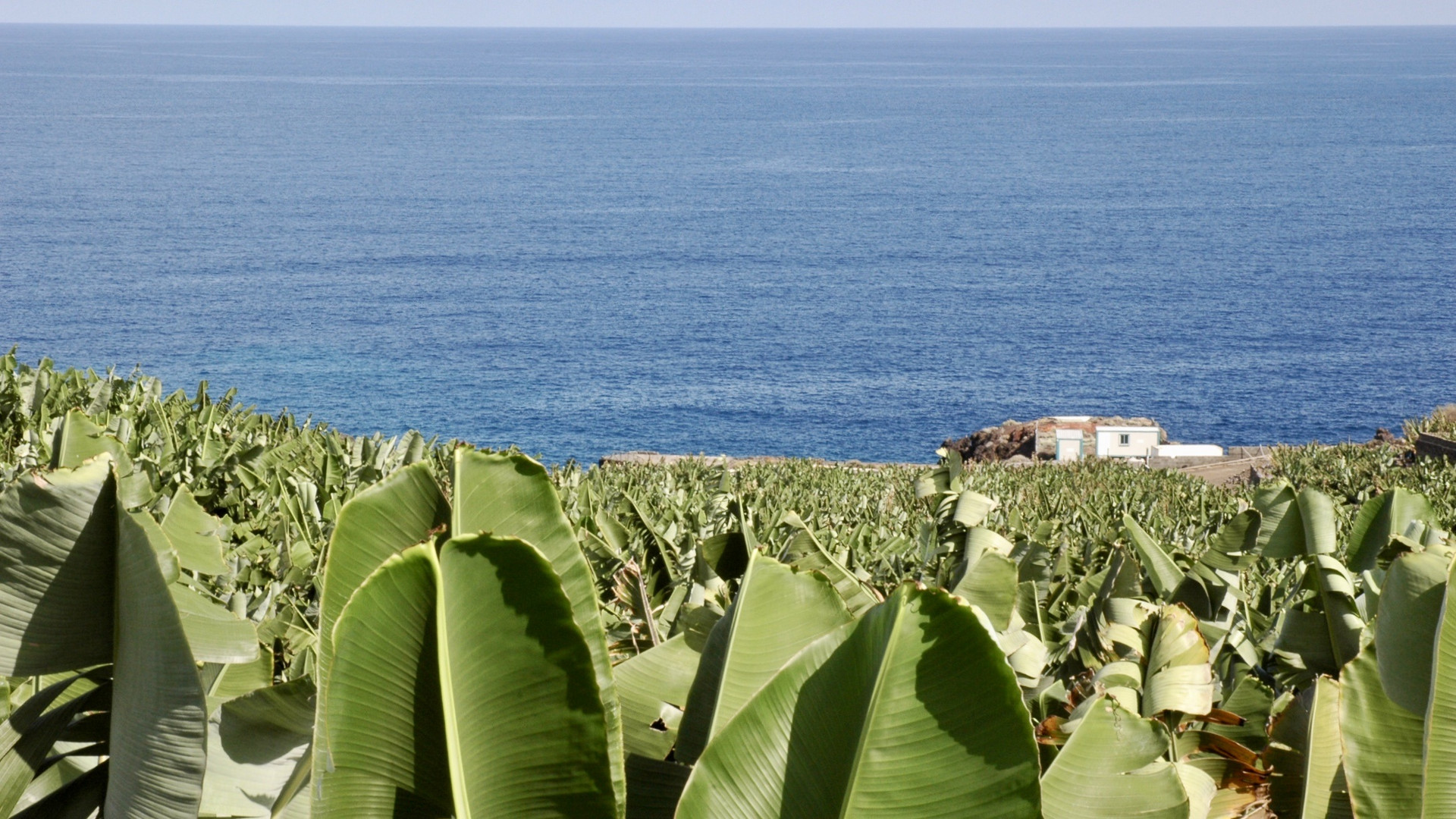 La Palma (2007), Alles Banane