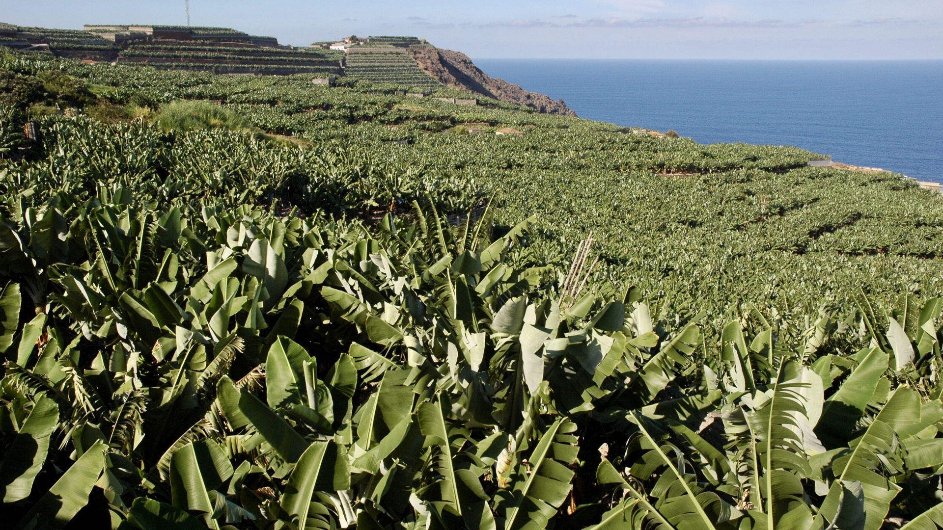 La Palma (2007), Alles Banane II