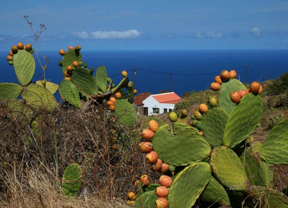 La Palma 2009 - 04