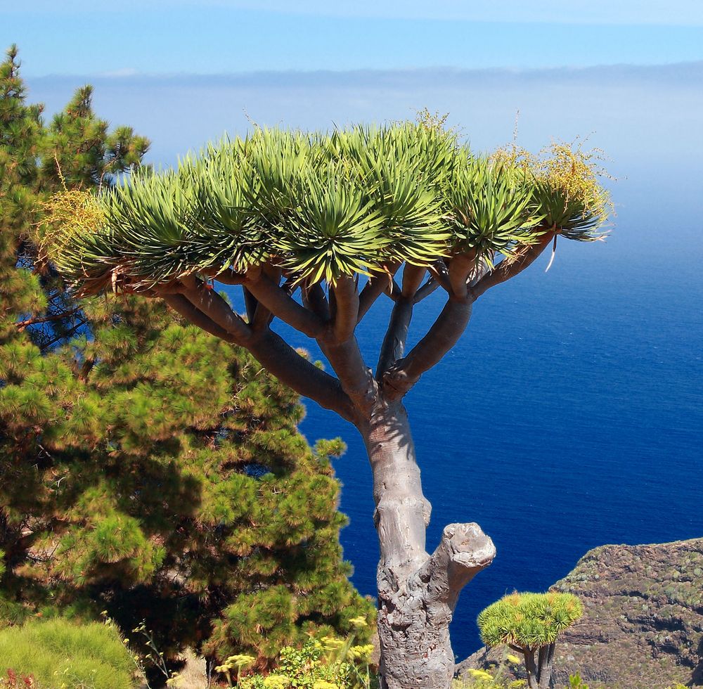 La Palma