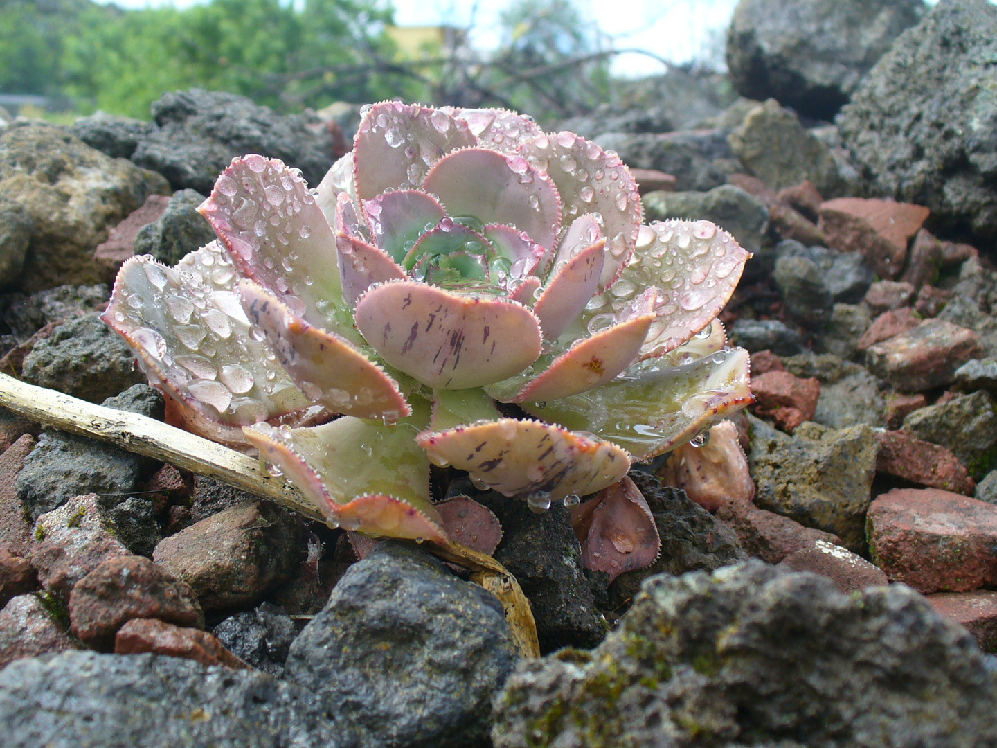 La Palma - Aeonium bei Regen