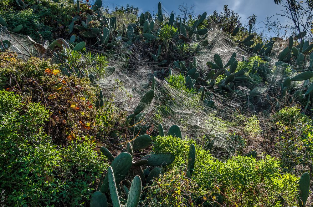 La Palma - Altweiber-Sommer