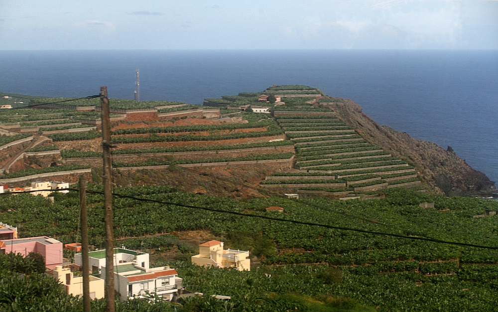 La Palma: Bananen!