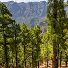 La Palma - Blick auf die Caldeira