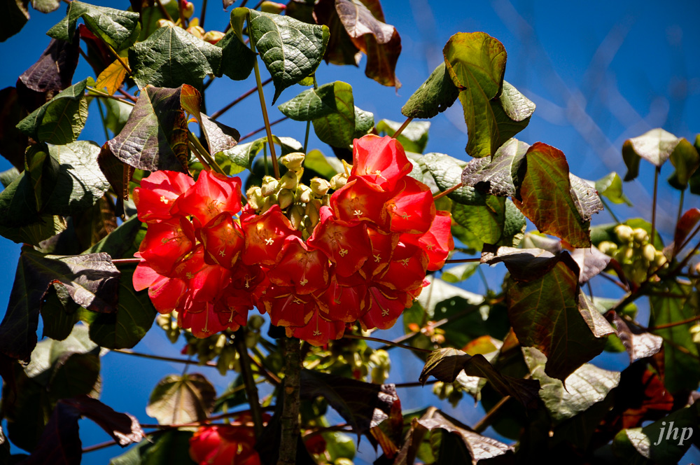 La Palma / Blüte 2