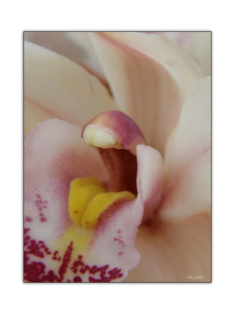 La Palma Blütenpracht 02