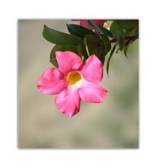 La Palma Blütenpracht 04