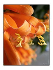 La Palma Blütenpracht 08