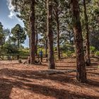 La Palma - Caldera de Taburiente - Rastplatz