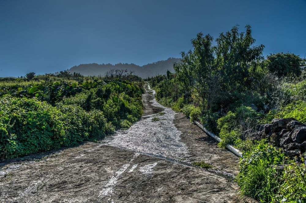 La Palma - Camino Royal