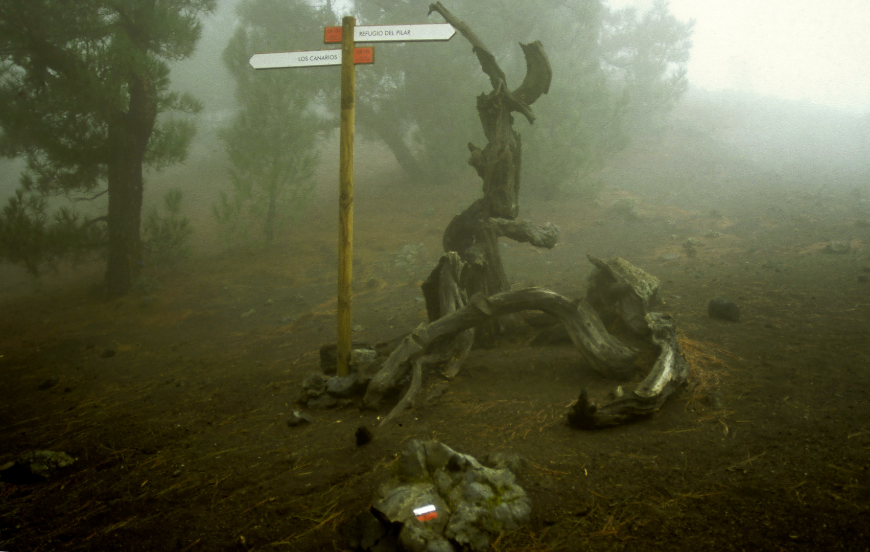 La Palma - Geisterwald im Refugio El Pilar