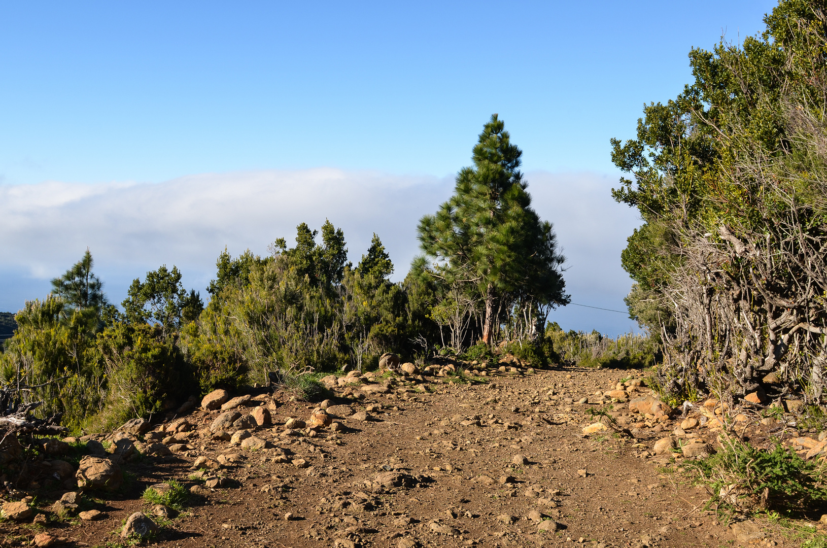 La Palma - Impressionen - Höhenlandschaft - Inselnordseite - Nr. 10