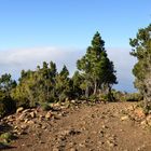 La Palma - Impressionen - Höhenlandschaft - Inselnordseite - Nr. 10