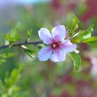 La Palma - Impressionen - Mandelblüte - Nr. 19