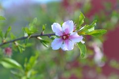 La Palma - Impressionen - Mandelblüte - Nr. 19