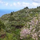 La Palma - Impressionen - Mandelblüte und Retamabüsche - Nr. 20