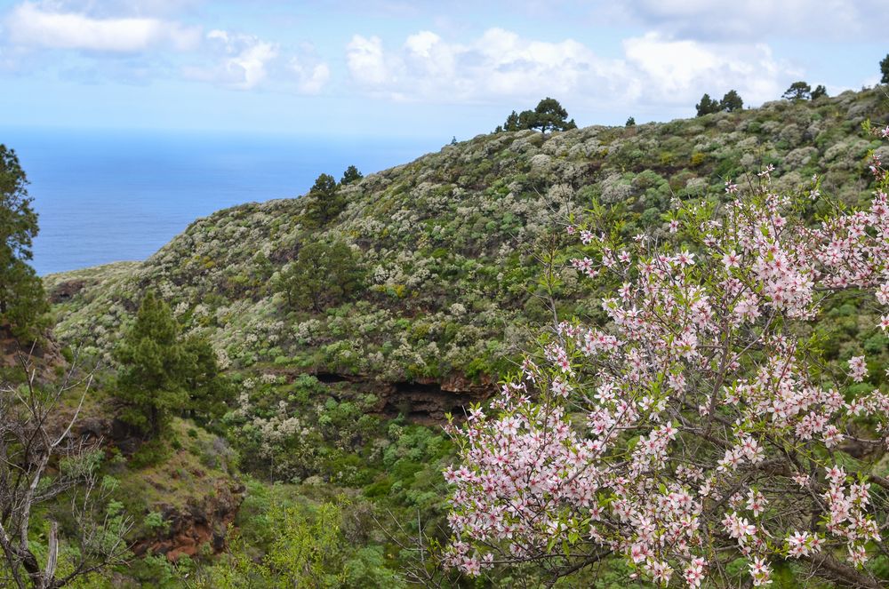 La Palma - Impressionen - Mandelblüte und Retamabüsche - Nr. 20