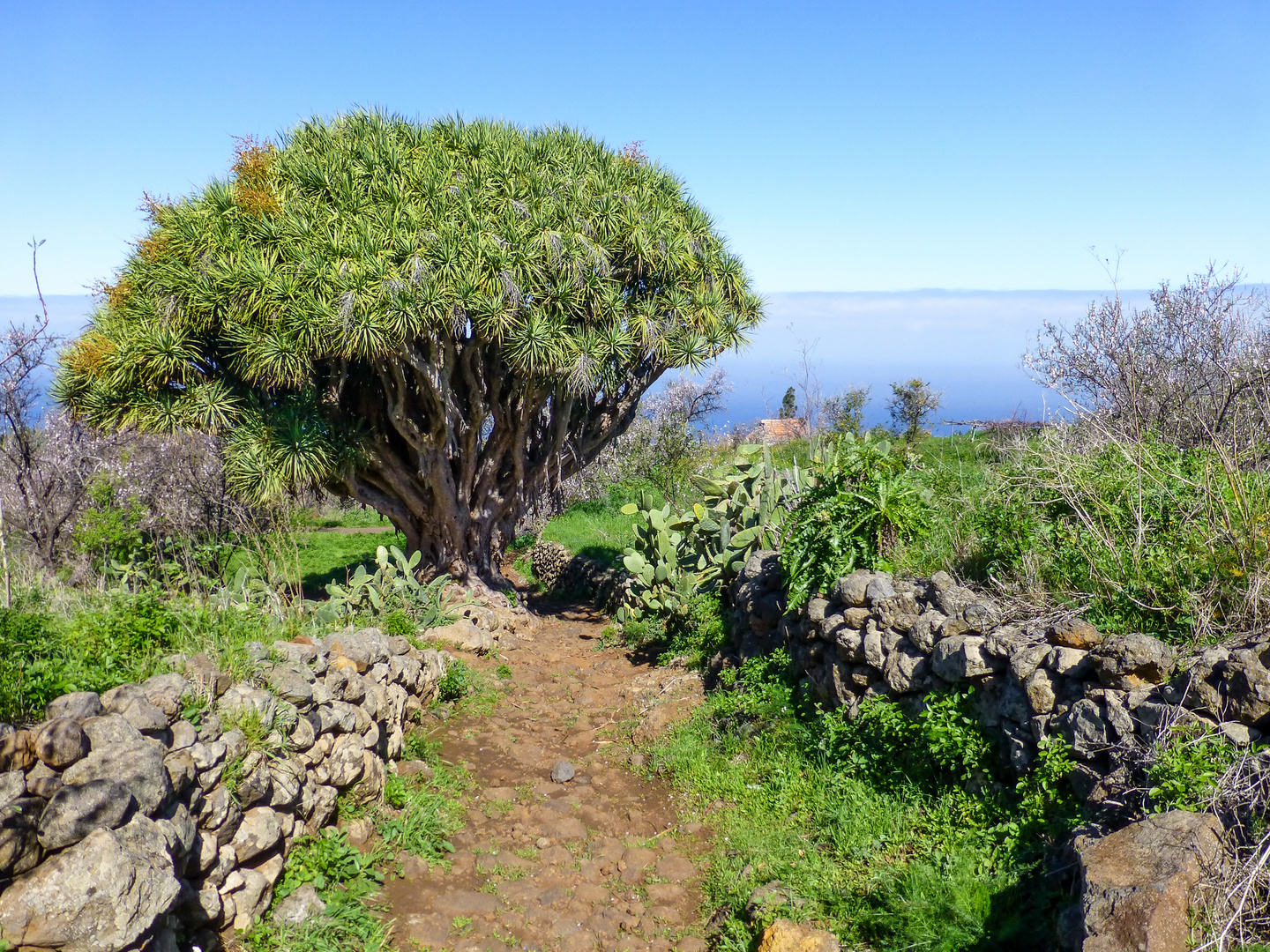 La Palma - Impressionen - Nr. 4