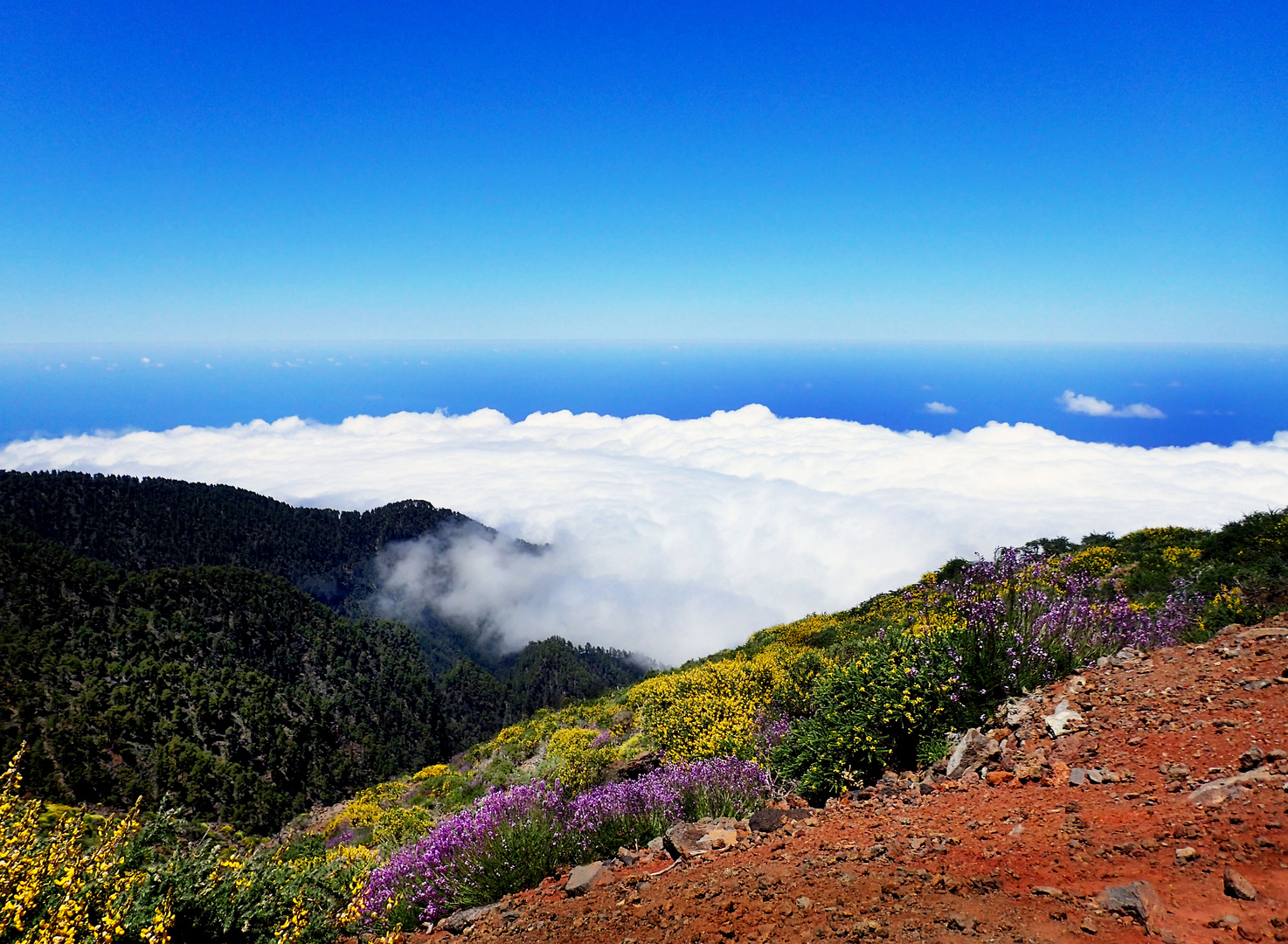 La Palma in Blüte vor Wolken