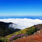 La Palma in Blüte vor Wolken