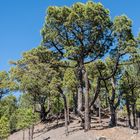 La Palma - Kanarische Kiefern