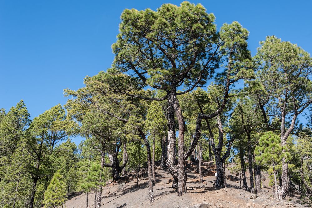 La Palma - Kanarische Kiefern