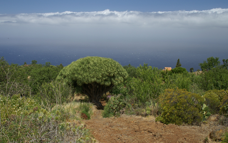 La Palma Landschaft