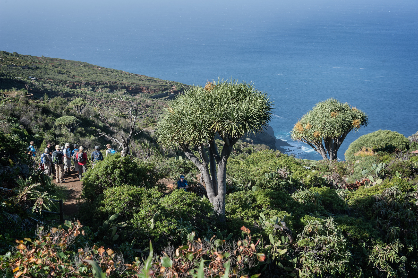 La Palma - Las Tricias - Drachenbäume mit Blick zur Steilküste
