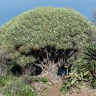 La Palma - Las Tricias - Drachenbaum