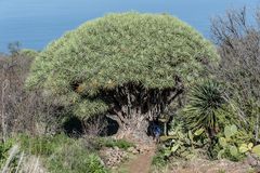 La Palma - Las Tricias - Drachenbaum