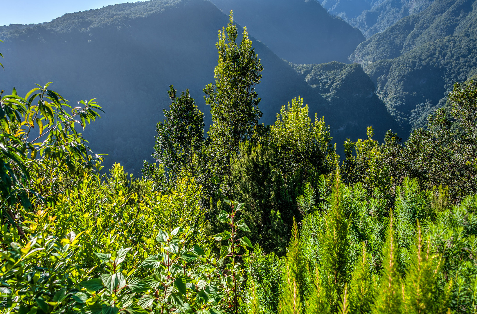 La Palma - Mirador de las Barandas - Blick über den Lorbeerwald 