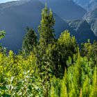 La Palma - Mirador de las Barandas - Blick über den Lorbeerwald 