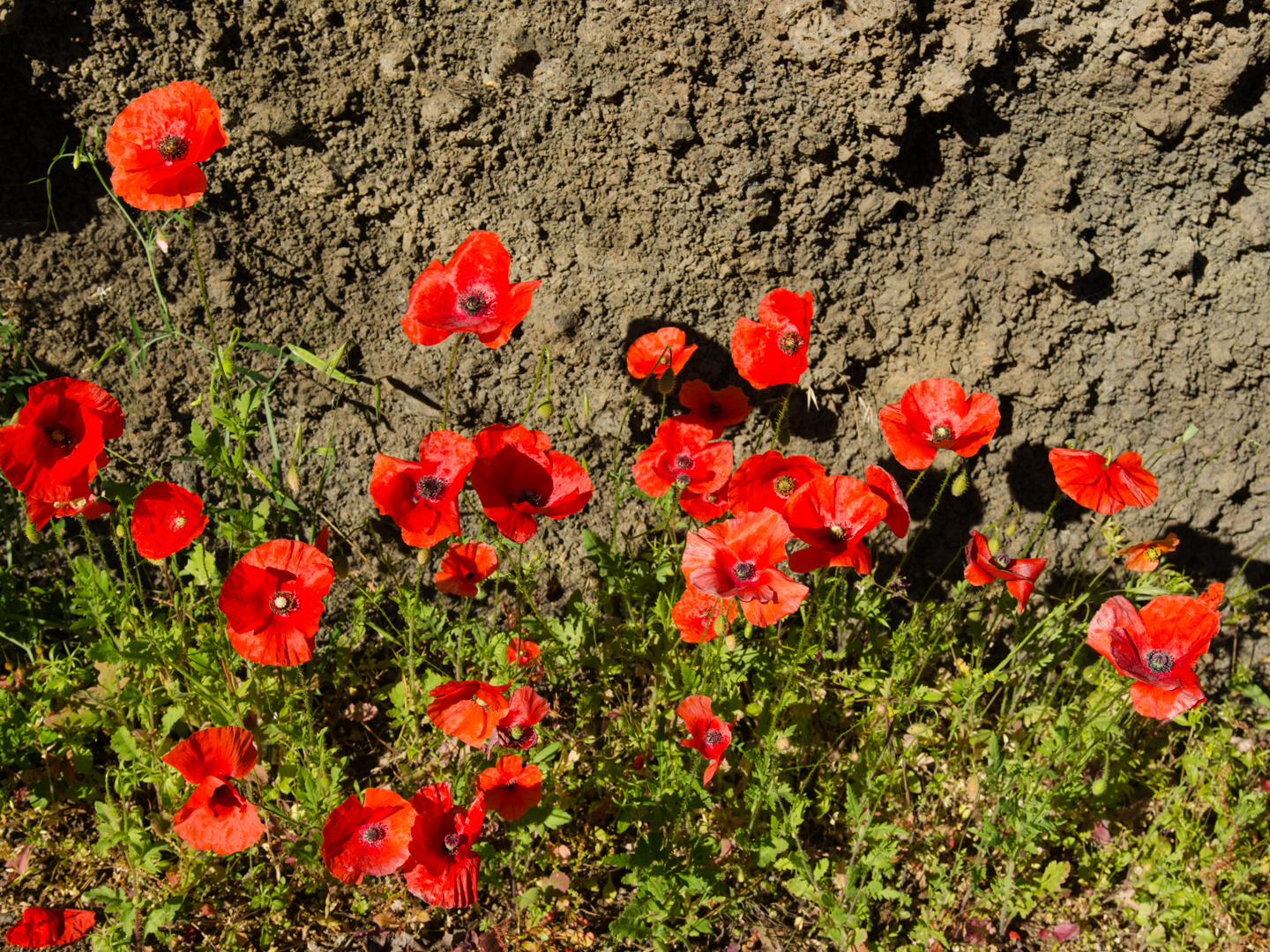 La Palma, Mohnblumen