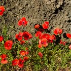 La Palma, Mohnblumen