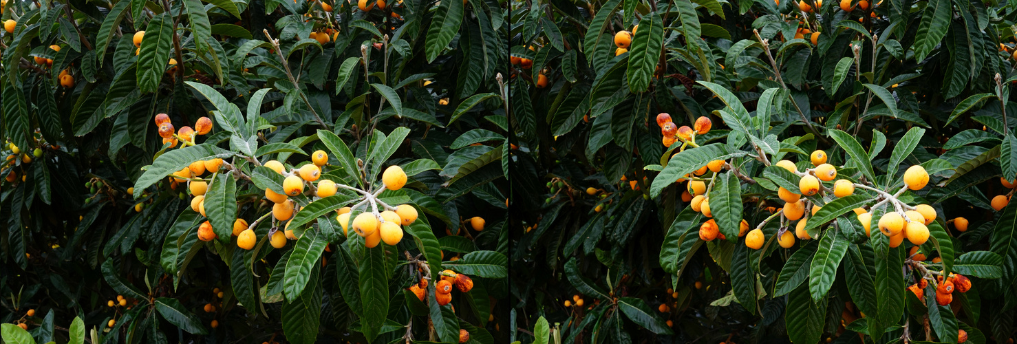 La Palma reife Mispeln am Baum (3D-X-View-Cha)