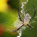 La Palma Spider