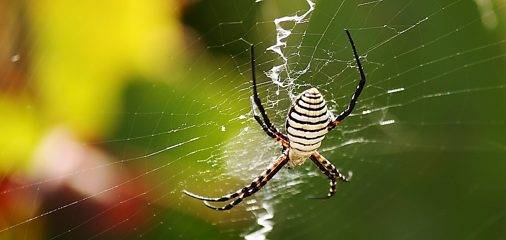 La Palma Spider